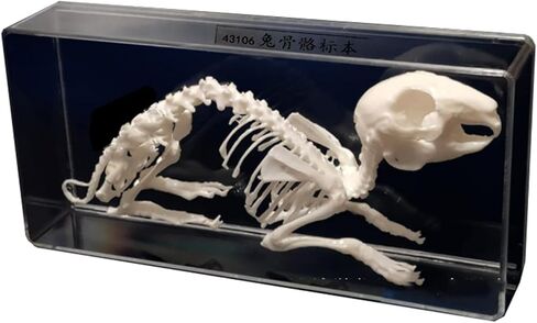 Rabbit Skeleton Animal Anatomy Model, Rabbit Bone Specimen, Rabbit Skeleton Taxidermy for Student Biology/Science Teaching Aids. ﻿ in Kuwait