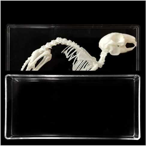 Rabbit Skeleton Animal Anatomy Model, Rabbit Bone Specimen, Rabbit Skeleton Taxidermy for Student Biology/Science Teaching Aids. ﻿ in Kuwait