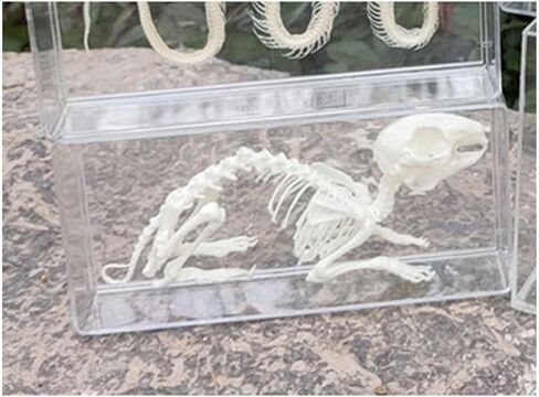 Rabbit Skeleton Animal Anatomy Model, Rabbit Bone Specimen, Rabbit Skeleton Taxidermy for Student Biology/Science Teaching Aids. ﻿ in Kuwait