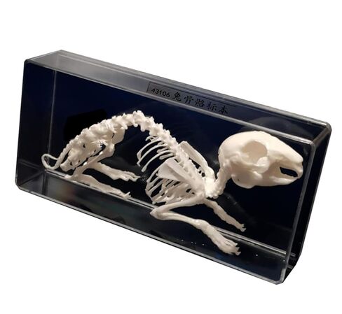 Rabbit Skeleton Animal Anatomy Model, Rabbit Bone Specimen, Rabbit Skeleton Taxidermy for Student Biology/Science Teaching Aids. ﻿ in Kuwait