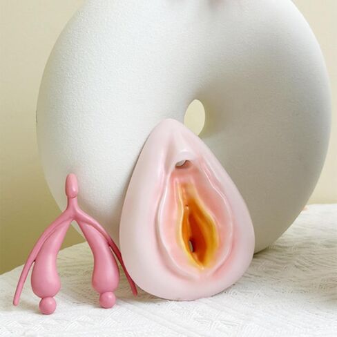 نموذج تجميع الجهاز التناسلي الخارجي للإناث، نموذج مجموعة الفرج، نموذج تدريس العلوم، قزم أمراض النساء، نموذج تشريح الجهاز التناسلي البشري، نموذج البظر in Kuwait