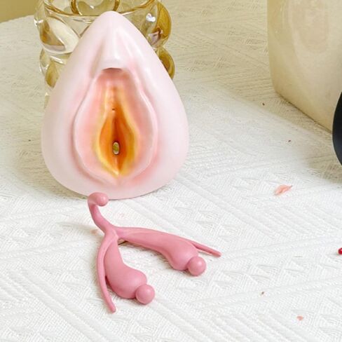 نموذج تجميع الجهاز التناسلي الخارجي للإناث، نموذج مجموعة الفرج، نموذج تدريس العلوم، قزم أمراض النساء، نموذج تشريح الجهاز التناسلي البشري، نموذج البظر in Kuwait