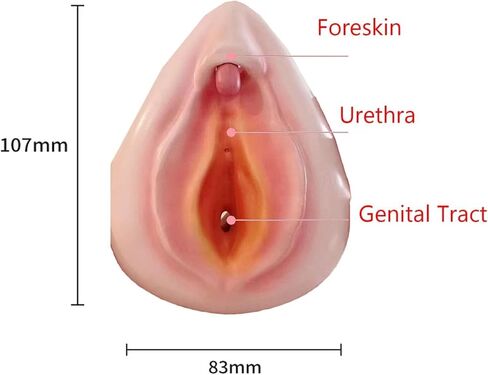 نموذج تجميع الجهاز التناسلي الخارجي للإناث، نموذج مجموعة الفرج، نموذج تدريس العلوم، قزم أمراض النساء، نموذج تشريح الجهاز التناسلي البشري، نموذج البظر in Kuwait