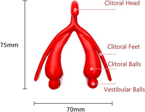 نموذج تجميع الجهاز التناسلي الخارجي للإناث، نموذج مجموعة الفرج، نموذج تدريس العلوم، قزم أمراض النساء، نموذج تشريح الجهاز التناسلي البشري، نموذج البظر in Kuwait