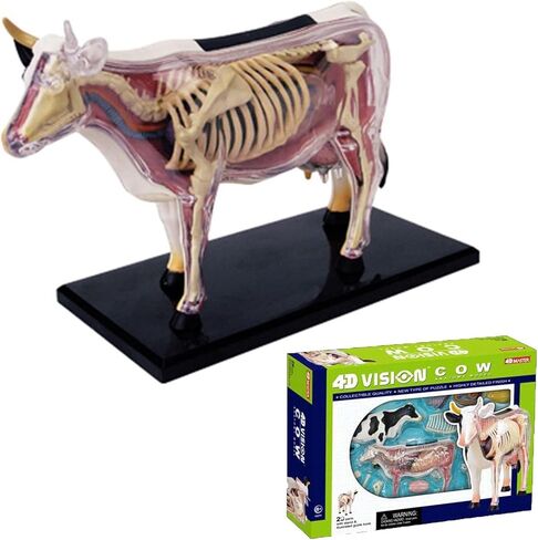 4D Cow Anatomy Model-Detachable Biology, 29 Parts Animal Skeleton Specimen for Pet Clinic Veterinary TrainingSchool Teaching Demonstration in Saudi Arabia