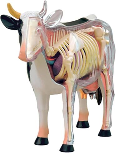 4D Cow Anatomy Model-Detachable Biology, 29 Parts Animal Skeleton Specimen for Pet Clinic Veterinary TrainingSchool Teaching Demonstration in Saudi Arabia