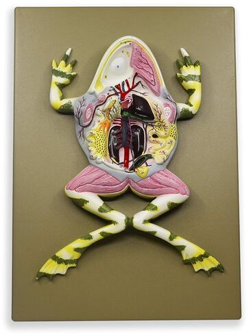 EISCO Frog Dissection Model, 17 Inch - Mounted - with English Key Card in Kuwait