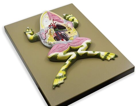EISCO Frog Dissection Model, 17 Inch - Mounted - with English Key Card in Kuwait
