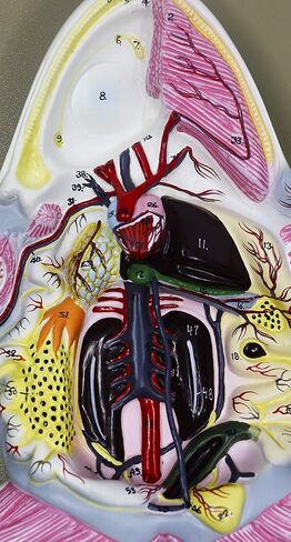 EISCO Frog Dissection Model, 17 Inch - Mounted - with English Key Card in Kuwait