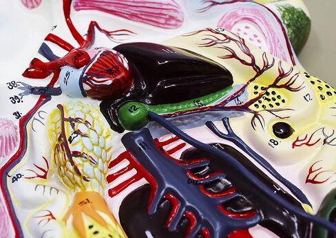 EISCO Frog Dissection Model, 17 Inch - Mounted - with English Key Card in Kuwait