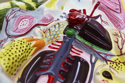 EISCO Frog Dissection Model, 17 Inch - Mounted - with English Key Card in Kuwait