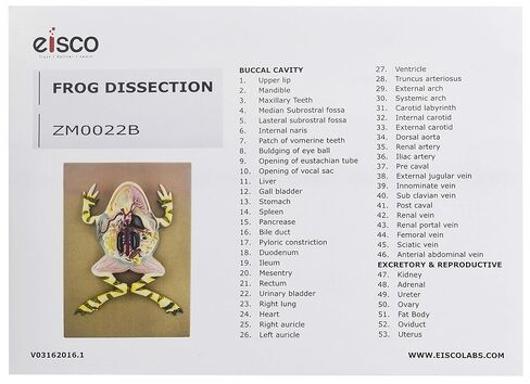 EISCO Frog Dissection Model, 17 Inch - Mounted - with English Key Card in Kuwait