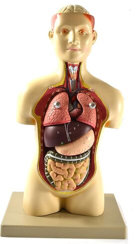 Eisco Labs – Half Life-Size Human Torso Model – 17 Inches Tall – Removable Organs, Numbered Anatomy, Light Complexion – Includes Identification Key Card – Biology Classroom Model for Teaching in Kuwait