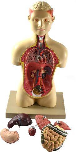 Eisco Labs – Half Life-Size Human Torso Model – 17 Inches Tall – Removable Organs, Numbered Anatomy, Light Complexion – Includes Identification Key Card – Biology Classroom Model for Teaching in Kuwait