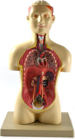 Eisco Labs – Half Life-Size Human Torso Model – 17 Inches Tall – Removable Organs, Numbered Anatomy, Light Complexion – Includes Identification Key Card – Biology Classroom Model for Teaching in Kuwait