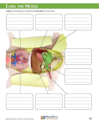 NewPath Fetal Pig Dissection 3-D Paper Model Making Kit, Set/5 Full-Color, Paper Model Templates & Teachers Guide (24-7740) in Saudi Arabia