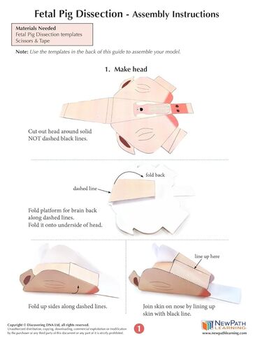 NewPath Fetal Pig Dissection 3-D Paper Model Making Kit, Set/5 Full-Color, Paper Model Templates & Teachers Guide (24-7740) in Saudi Arabia