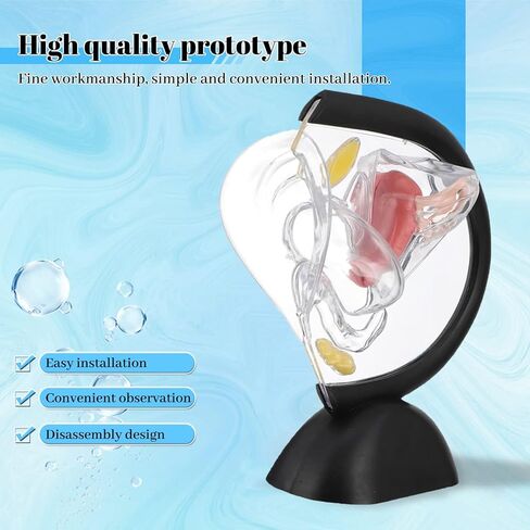 Transparent Uterus Model, Human Vagina Anatomical Model Female Reproductive Organ Model, Uterus Gifts Medical Teaching Models Gynecology Doctor Patient Communication Simulation in Kuwait