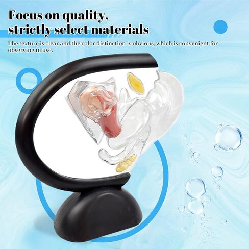 Transparent Uterus Model, Human Vagina Anatomical Model Female Reproductive Organ Model, Uterus Gifts Medical Teaching Models Gynecology Doctor Patient Communication Simulation in Kuwait