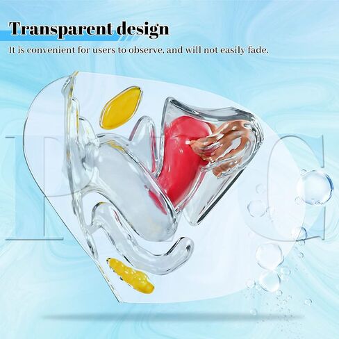 Transparent Uterus Model, Human Vagina Anatomical Model Female Reproductive Organ Model, Uterus Gifts Medical Teaching Models Gynecology Doctor Patient Communication Simulation in Kuwait