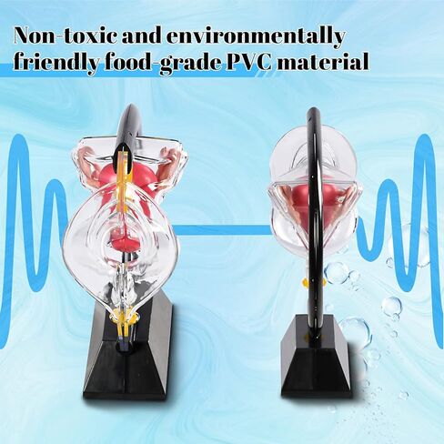 Transparent Uterus Model, Human Vagina Anatomical Model Female Reproductive Organ Model, Uterus Gifts Medical Teaching Models Gynecology Doctor Patient Communication Simulation in Kuwait