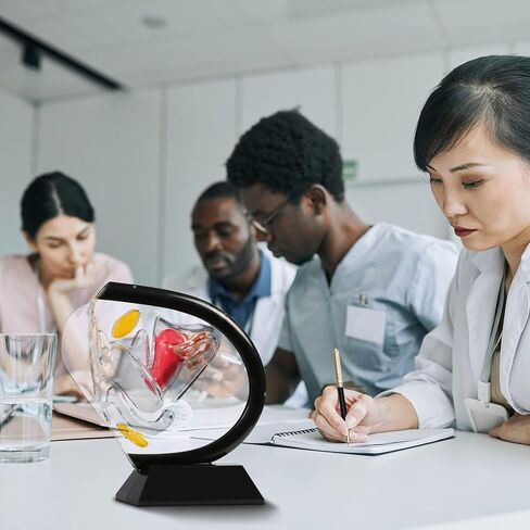 Transparent Uterus Model, Human Vagina Anatomical Model Female Reproductive Organ Model, Uterus Gifts Medical Teaching Models Gynecology Doctor Patient Communication Simulation in Kuwait