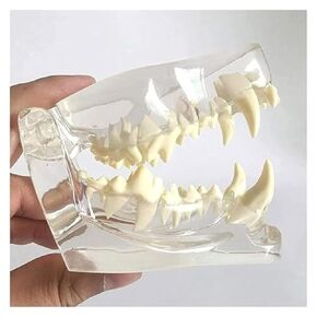 Transparent Canine Dental Model, Teaching Demonstration, Animal Dentistry Teaching, High-Quality Medical Gifts in Saudi Arabia