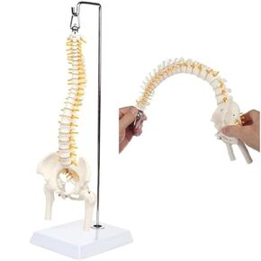 45cm Flexible Human Spine, Lumbar Spine Curve Anatomy and Basic Medical Teaching Tool in Saudi Arabia