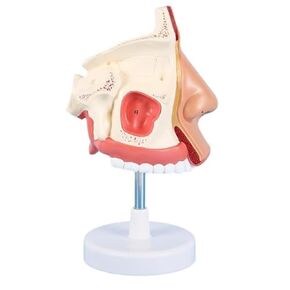 A Human Medical Nasal Cavity and A Human Sized Anatomical Ear, Nose, and Throat Respiratory Model for Teaching Equipment in Saudi Arabia