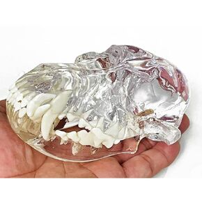 Transparent Canine Dog Cat Rabbit Teeth Skull Anatomical Model Dental Animals Oral Tooth Jaw For Veterinary Office Teaching Decoration Demonstrate (Dog Skull) in Kuwait