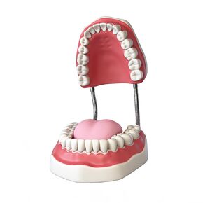 معيار طب الأسنان ست مرات نموذج الأسنان نماذج تعليم الأسنان التكبير نموذج الفم الكامل Typodont مظاهرة نموذج أسنان للأطفال وطلاب طبيب الأسنان والمريض والتعليم والدراسة والعرض in Kuwait