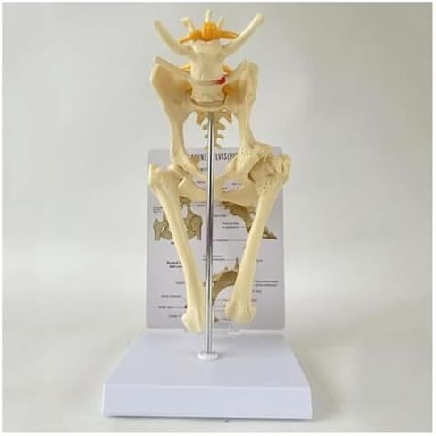 Dog Hip Joint with Femur, Animal Skeleton, Dog Veterinary Teaching Model in Saudi Arabia