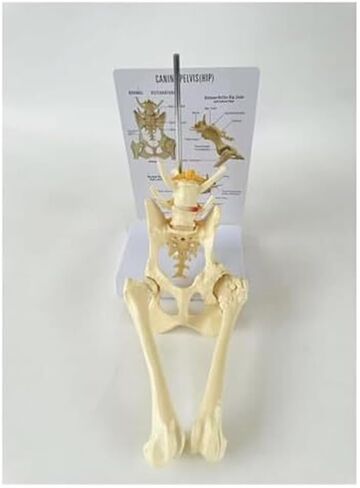 Dog Hip Joint with Femur, Animal Skeleton, Dog Veterinary Teaching Model in Saudi Arabia