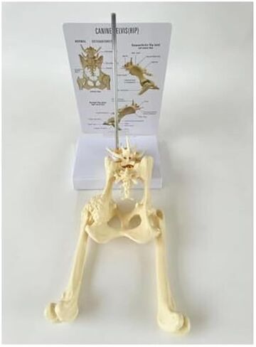 Dog Hip Joint with Femur, Animal Skeleton, Dog Veterinary Teaching Model in Saudi Arabia