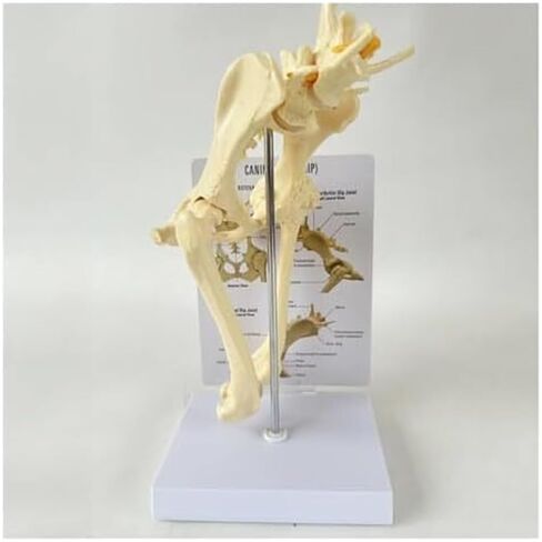 Dog Hip Joint with Femur, Animal Skeleton, Dog Veterinary Teaching Model in Saudi Arabia