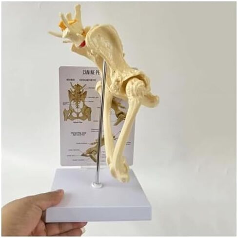 Dog Hip Joint with Femur, Animal Skeleton, Dog Veterinary Teaching Model in Saudi Arabia