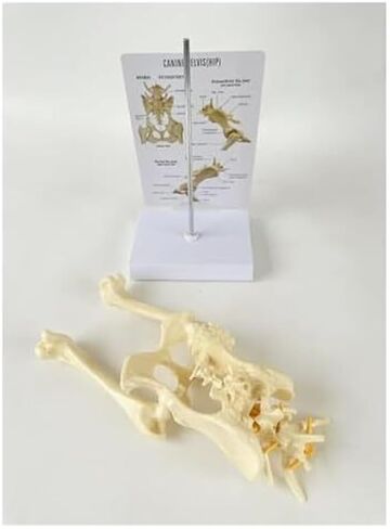 Dog Hip Joint with Femur, Animal Skeleton, Dog Veterinary Teaching Model in Saudi Arabia
