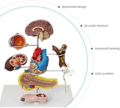 Human Medical Diabetes Complication Organ Model Brain Heart Pancreas Neuron Foot Model in Saudi Arabia