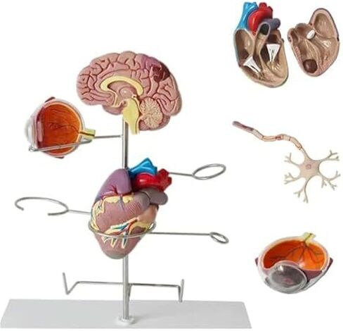 Human Medical Diabetes Complication Organ Model Brain Heart Pancreas Neuron Foot Model in Saudi Arabia