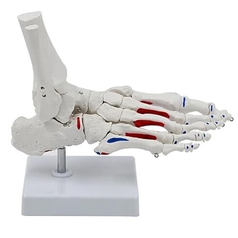 A Human Foot Bone and Ankle Joint with Muscle Starting/Ending Points, A Life Sized Medical Right Foot Bone Teaching Aid Model in Saudi Arabia