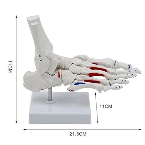 A Human Foot Bone and Ankle Joint with Muscle Starting/Ending Points, A Life Sized Medical Right Foot Bone Teaching Aid Model in Saudi Arabia