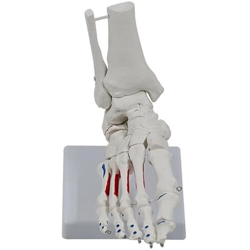 A Human Foot Bone and Ankle Joint with Muscle Starting/Ending Points, A Life Sized Medical Right Foot Bone Teaching Aid Model in Saudi Arabia
