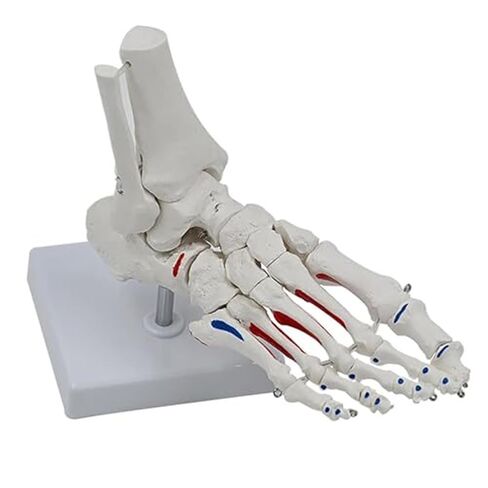 A Human Foot Bone and Ankle Joint with Muscle Starting/Ending Points, A Life Sized Medical Right Foot Bone Teaching Aid Model in Saudi Arabia