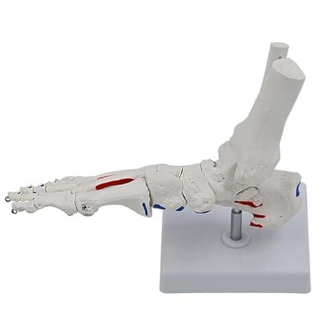 A Human Foot Bone and Ankle Joint with Muscle Starting/Ending Points, A Life Sized Medical Right Foot Bone Teaching Aid Model in Saudi Arabia