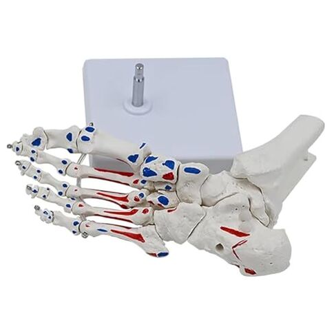 A Human Foot Bone and Ankle Joint with Muscle Starting/Ending Points, A Life Sized Medical Right Foot Bone Teaching Aid Model in Saudi Arabia