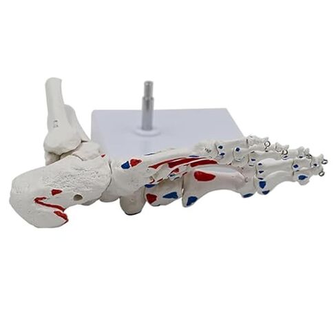 A Human Foot Bone and Ankle Joint with Muscle Starting/Ending Points, A Life Sized Medical Right Foot Bone Teaching Aid Model in Saudi Arabia