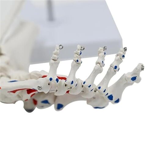 A Human Foot Bone and Ankle Joint with Muscle Starting/Ending Points, A Life Sized Medical Right Foot Bone Teaching Aid Model in Saudi Arabia