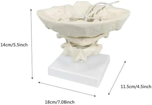 Medical Teaching and Training Assistance of PVC Material for Human Cervical Occipital Bone Model in Kuwait