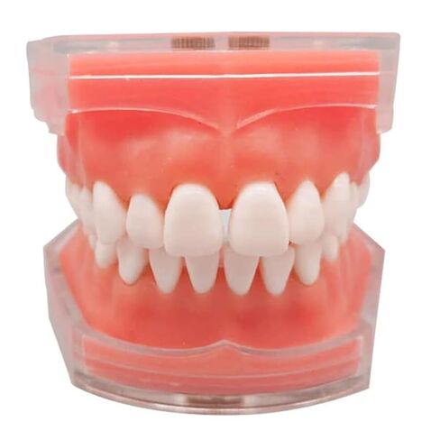 Detachable Tooth Model Standard Full Mouth Soft Rubber Adult Teaching Model in Saudi Arabia
