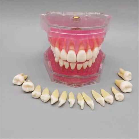 Detachable Tooth Model Standard Full Mouth Soft Rubber Adult Teaching Model in Saudi Arabia